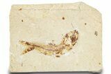 Cretaceous Fossil Fish (Ctenodentelops) - Lebanon #248355-1